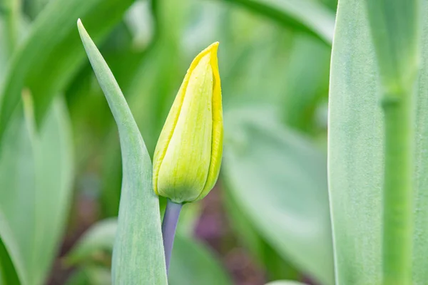 Gule Tulipaner Grønt Gress Første Vårblomstene Lukk – stockfoto