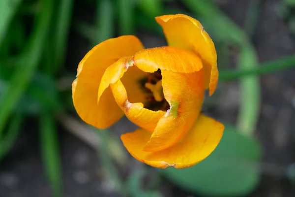 Des Tulipes Orange Dans Herbe Verte Les Premières Fleurs Printemps — Photo