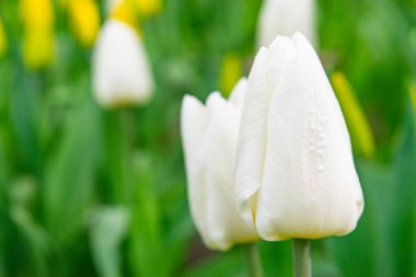 Yeşil çimlerde beyaz laleler. İlk bahar çiçekleri. Kapat.