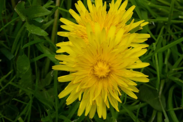 Gula Maskrosor Det Gröna Gräset Första Vårblommorna Närbild — Stockfoto