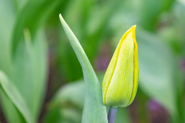Tulipes Jaunes Dans Herbe Verte Les Premières Fleurs Printemps Gros — Photo