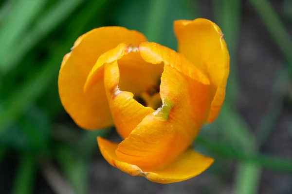 Des Tulipes Orange Dans Herbe Verte Les Premières Fleurs Printemps — Photo