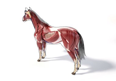 At Anatomisi. Siyah çizgili kas sistemi. Arka-yan-göz kuş perspektifi beyaz arka planda. Kırpma yolu dahil.