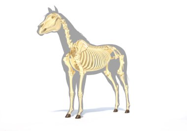At Anatomisi. Gri siluet üzerinde iskelet sistemi, beyaz arka planda ön taraf perspektifi. Kırpma yolu dahil.