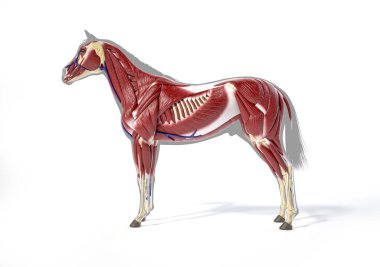At Anatomisi. Gri siluetten önce kas sistemi. Beyaz arka planda yan görünüm. Kırpma yolu dahil.