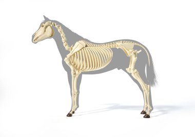 At Anatomisi. Gri siluetin üzerinde iskelet sistemi var. Beyaz arka planda yan görünüm. Kırpma yolu dahil.