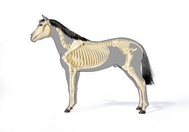 At Anatomisi. Gri siluet ve siyah çizgiler üzerinde iskelet sistemi. Beyaz arka planda yan görünüm. Kırpma yolu dahil.