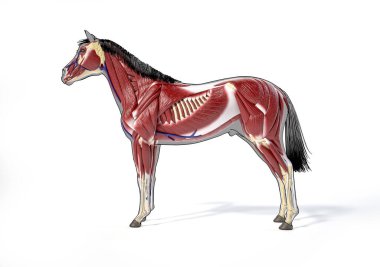 At Anatomisi. Gri siluet ve siyah çizgiler üzerinde kas sistemi. Beyaz arka planda yan görünüm. Kırpma yolu dahil.