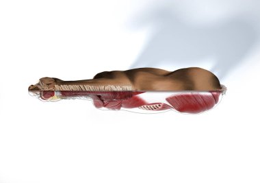 At Anatomisi. Kesme etkisi olan kas sistemi. Beyaz arkaplanda üst görünüm. Kırpma yolu dahil.