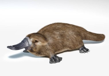 Semi-aquatic mammal, native in eastern Australia. On white background with drop shadow. clipart