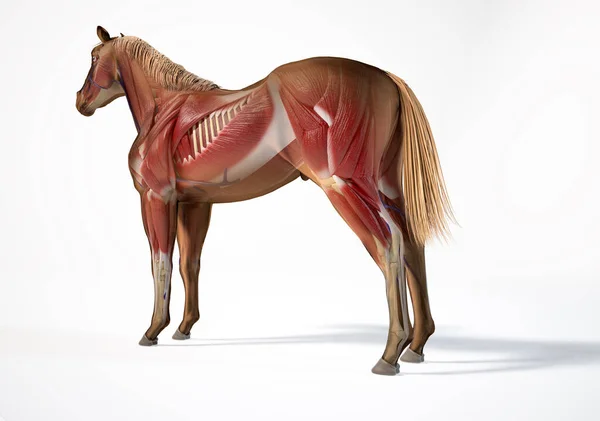 horse anatomy front view