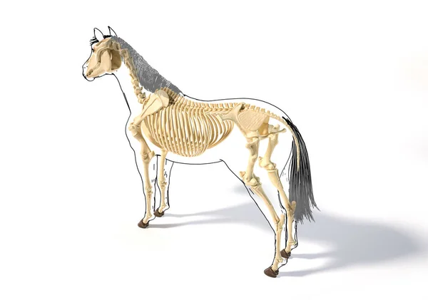 Equinos Cabeça Frontal - Esboço, Crânio e Contorno - Anatomia de Animais ( Cavalo) 