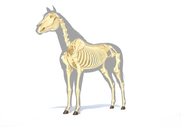 Horse Anatomy. Skeletal system over grey silhouette, Front - side perspective on white background. Clipping path included.