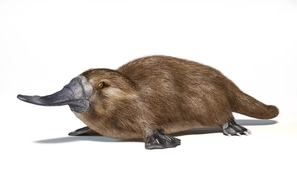 Novo Mundo Porco Espinho Família Erethizontidae Desenho Realista