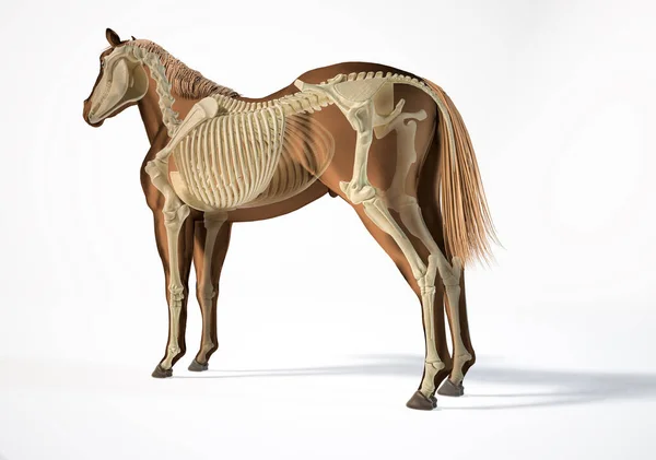 Anatomie Cheval Système Squelettique Avec Effet Fantôme Arrière Perspective Latérale Images De Stock Libres De Droits