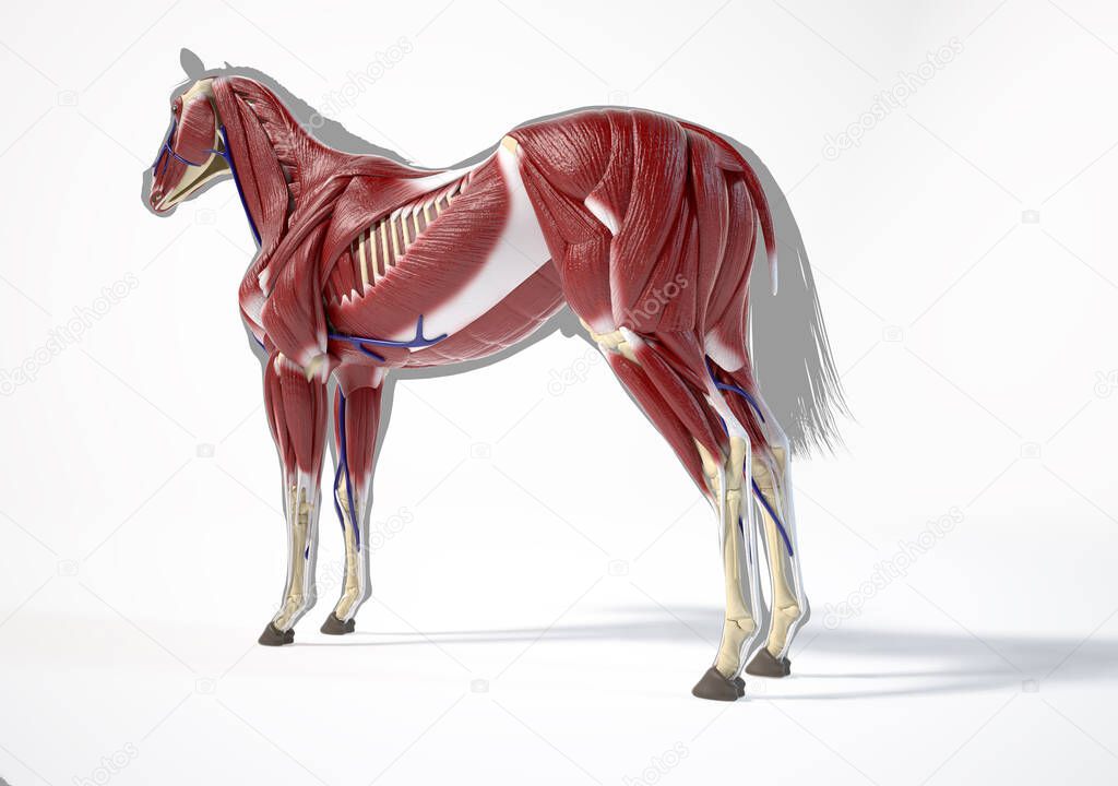 Horse Anatomy. Muscular system over grey silhouette, Rear - side perspective on white background. Clipping path included.