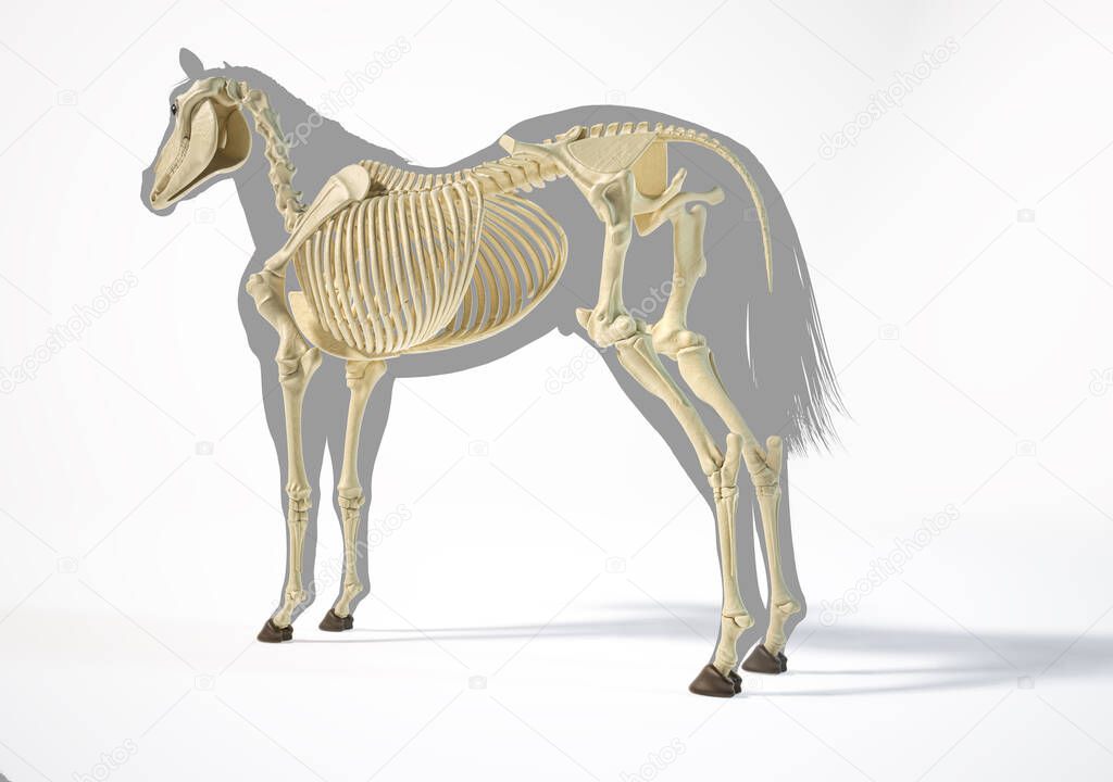 Horse Anatomy. Skeletal system over grey silhouette, Rear - side perspective on white background. Clipping path included.