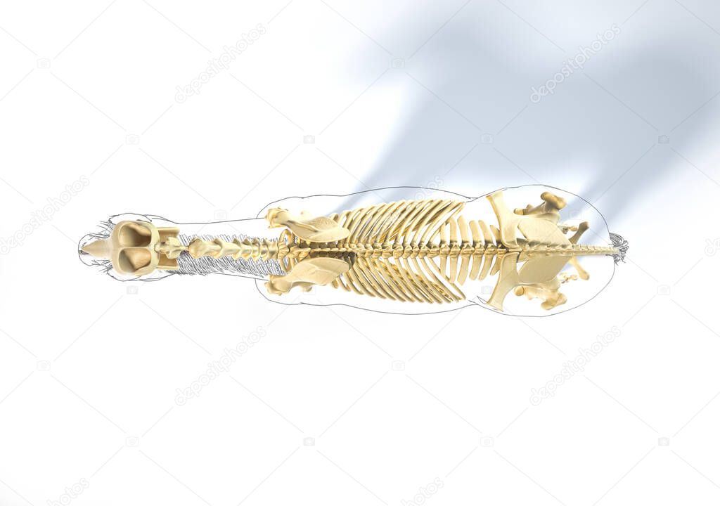 Horse Anatomy. Skeletal system with black outline. Top view on white background. Clipping path included.