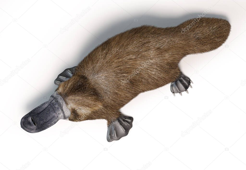 Semi-aquatic mammal, native in eastern Australia. Viewed from above On white background with drop shadow.