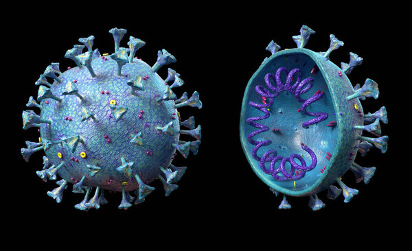Corona virus scene with detailed structure and cross section. 3D rendering on black background.