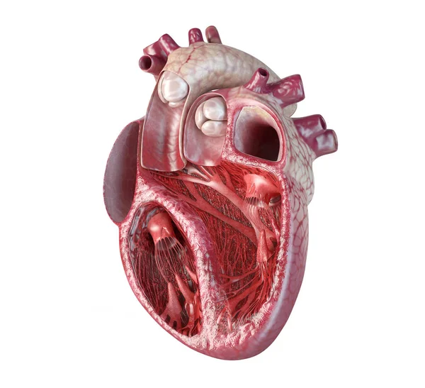 Поперечное Сечение Сердца Человека Подробной Внутренней Структурой Крупный План Белом — стоковое фото