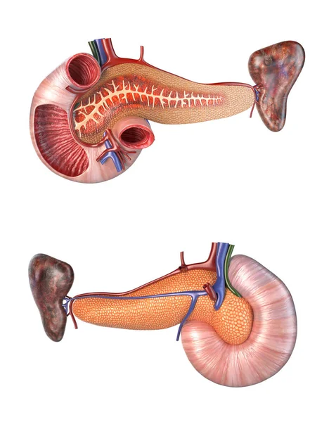 Anatomia Del Pancreas Umano Sezione Trasversale Del Duodeno Vista Anteriore Foto Stock Royalty Free