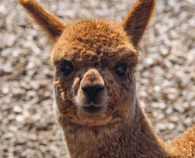 Genç kahverengi bir alpaka portresi