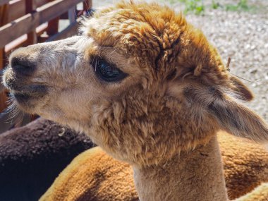 Bir alpaka çiftlik hayvanının portresi