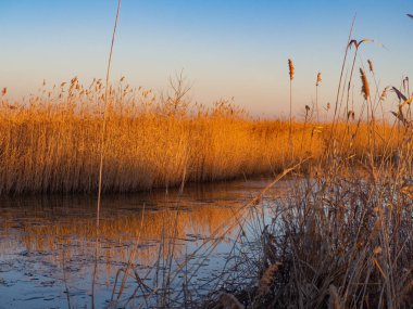 Gün batımında sazlık gölü