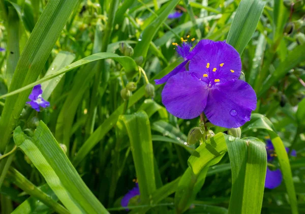 Virginia Spiderwort purpurowy na łące — Zdjęcie stockowe