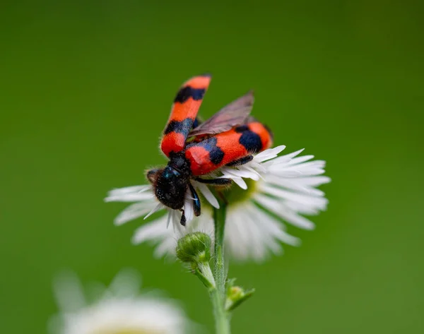 一年生雏菊上的起泡甲虫 — 图库照片