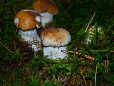 Genç Porcini mantarları orman zeminindeki yosunlarda