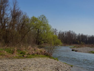 River in flooplain forest in spring