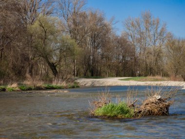 River in flooplain forest in spring