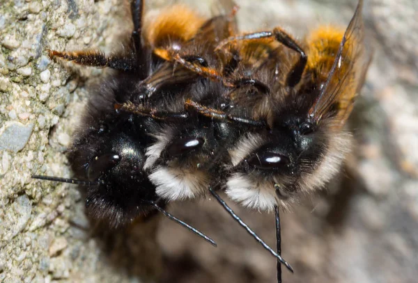 Temps de l'accouplement de l'abeille maçon im Fr Xohling — Photo