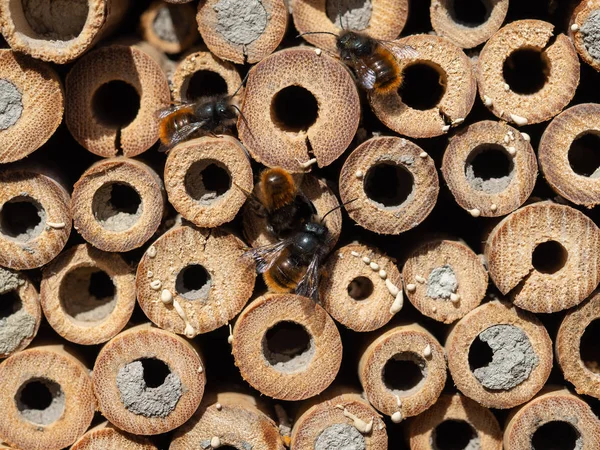 Бджоли Мейсона в готелі комах. — стокове фото