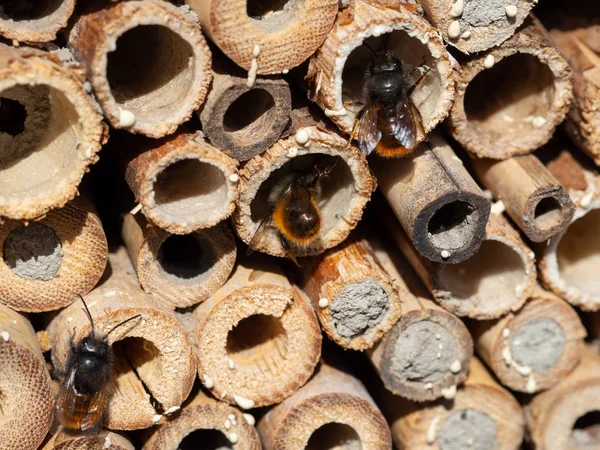 Abeilles Mason dans un hôtel d'insectes — Photo