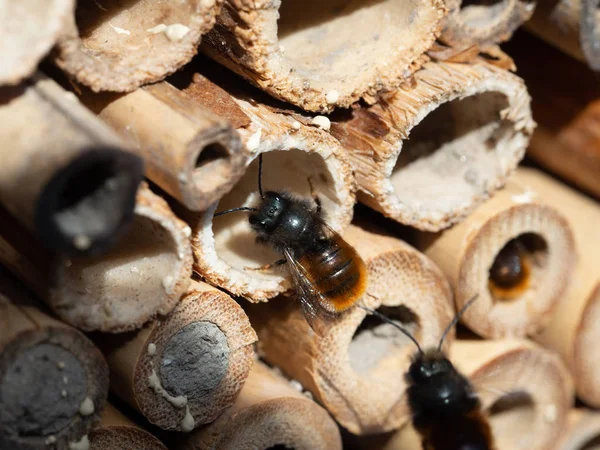 Maurerbienen im Insektenhotel lizenzfreie Stockfotos