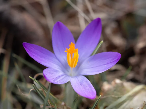 Flor de cocodrilo púrpura en un prado — Foto de Stock