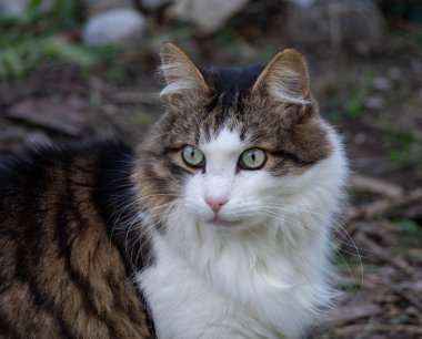 Açık havada tekir kedili portre