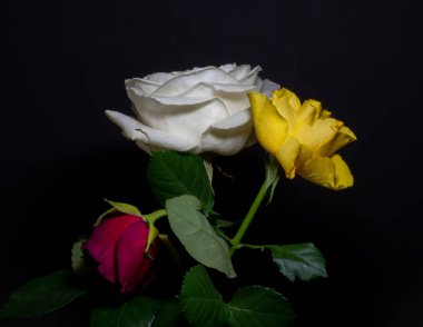 Siyah arkaplanın önünde üç renkli rosebouquet