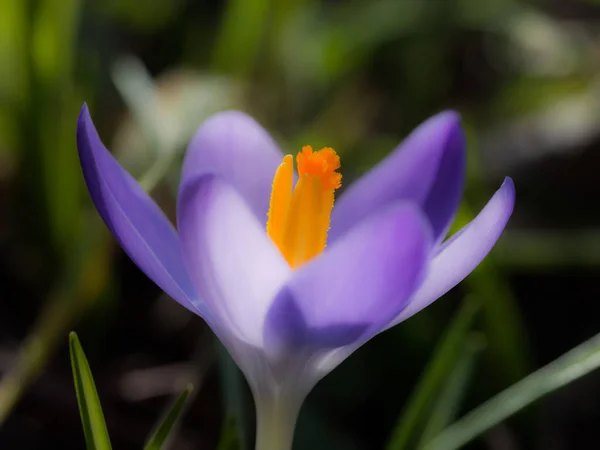 Fioletowy kwiat krokusa na łące — Zdjęcie stockowe