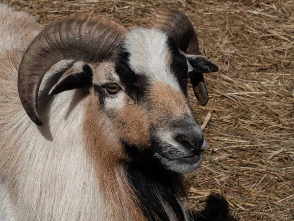 Boynuzlu bir erkek keçinin portresi — Stok fotoğraf