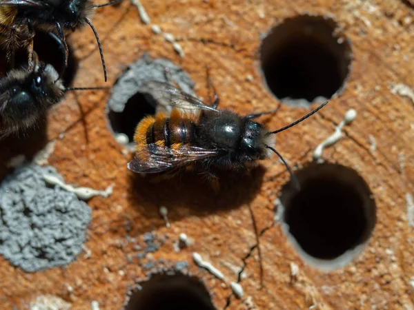 Mason abeille sur un hôtel d'insectes — Photo