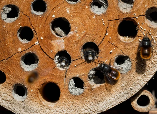 Бджола Мейсона в готелі комах. — стокове фото