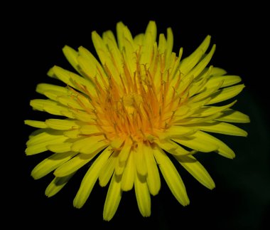 Sıradan karahindiba sarısı. Yaklaş.