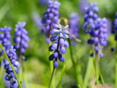 Çayırda mor üzüm sümbülü