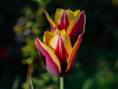 Lale kırmızısı ve sarı bahçede.