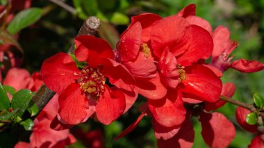 Kırmızı çiçek açan Japon yaban elması.