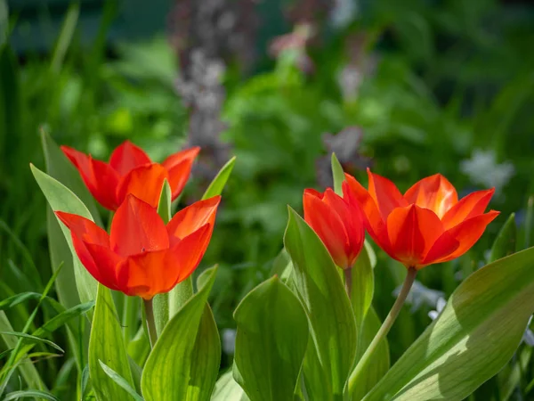 Jasnoczerwony Tulipan Ogrodzie — Zdjęcie stockowe